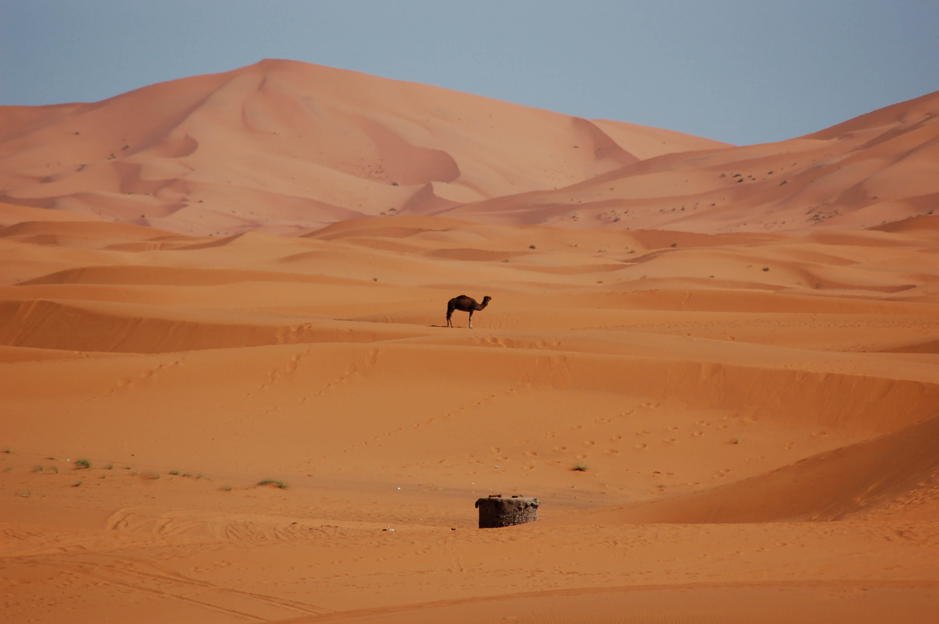 marokko, kameel in erg chebbi.jpg